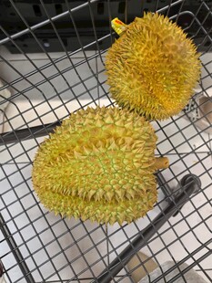 两个新鲜榴莲置于网架上