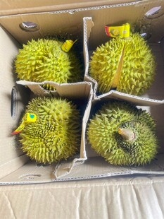 盒装新鲜榴莲待售