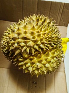 新鲜带刺榴莲特写