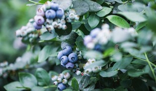饱满蓝莓挂于翠绿枝叶间