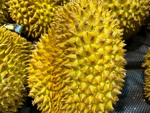 新鲜饱满的榴莲