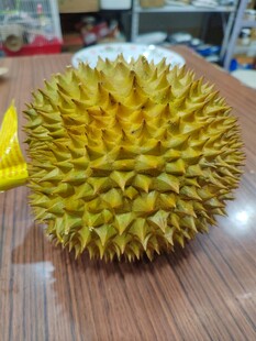 新鲜饱满的榴莲摆于桌面