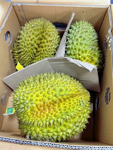 纸箱中的新鲜榴莲