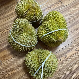 新鲜带刺的未熟榴莲果