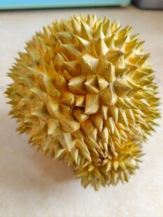 新鲜饱满的榴莲果实