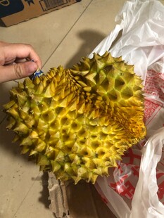 手持新鲜多刺榴莲果