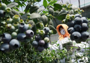 果园中挂满果实的果树