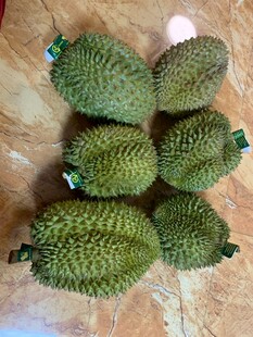 新鲜带刺榴莲果实