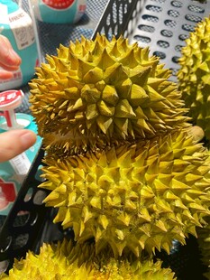 新鲜饱满的榴莲待挑选