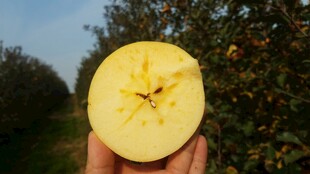手持切开的黄心苹果