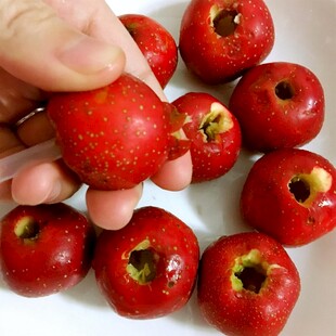 手捧鲜红山楂果实