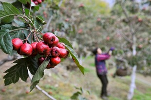 山楂树下的惬意采摘时刻