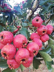 枝头红山楂饱满诱人