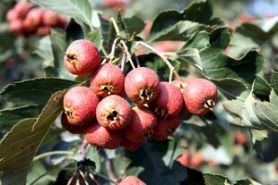 枝头红山楂饱满诱人