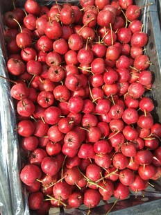 新鲜红山楂果实满满当当