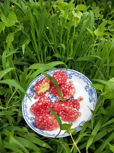 草地上的美味草莓酸奶