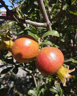 枝头饱满的成熟石榴