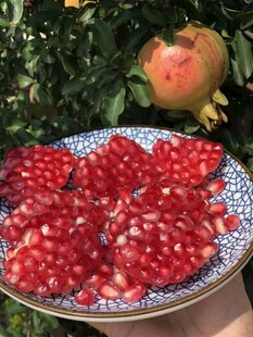 盘中红石榴饱满诱人