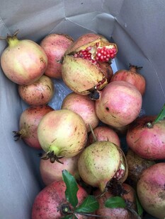 新鲜饱满的石榴果实