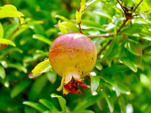 枝头的饱满石榴果