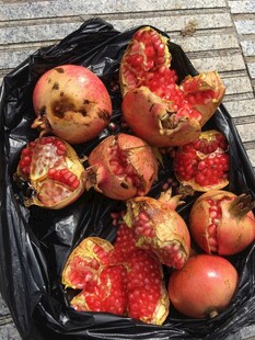 黑袋中破碎多汁的石榴