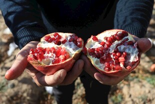 手中掰开的饱满红石榴