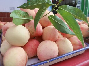 新鲜水蜜桃摆放在托盘上