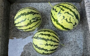 新鲜饱满的三个大西瓜