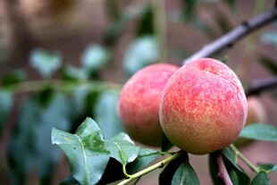 枝头双桃