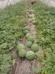 瓜田硕果累累的丰收景象