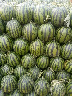 大量西瓜堆叠