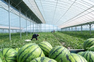 温室里的西瓜种植场景