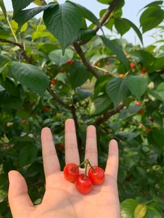 手中鲜红樱桃自然之美