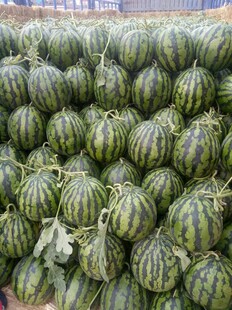 大量西瓜整齐堆放