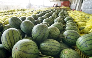 大量西瓜整齐堆放