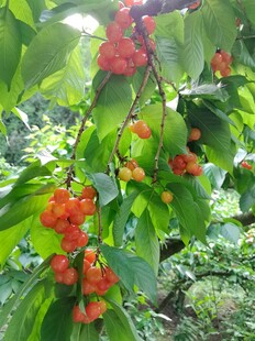 枝头红果挂绿叶间