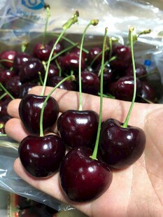 手捧新鲜饱满大樱桃