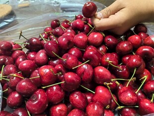 手触鲜红樱桃果