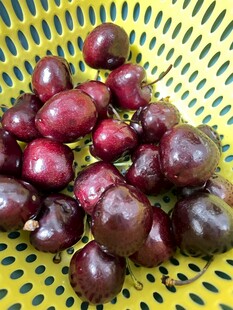 黄篮中的紫黑色新鲜果实
