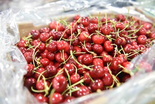新鲜饱满的红樱桃