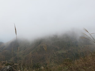 山间迷雾中的植被景观