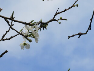 枝头绽放的洁白花朵