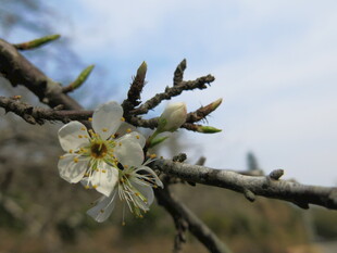 枝头绽放的洁白花朵