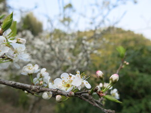 枝头绽放的洁白春花