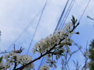 枝头绽放的洁白花朵