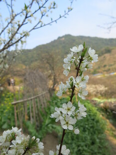 春日繁花 山间烂漫景致