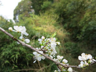枝头绽放的洁白花朵