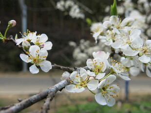 枝头绽放的洁白花朵