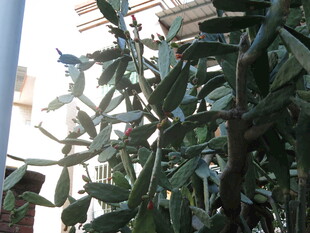 窗边绿植展现生机活力