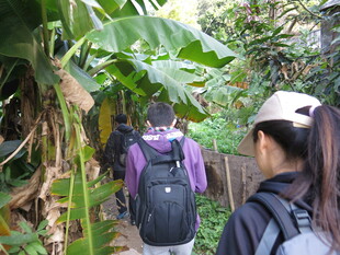 徒步者穿行于绿植小径